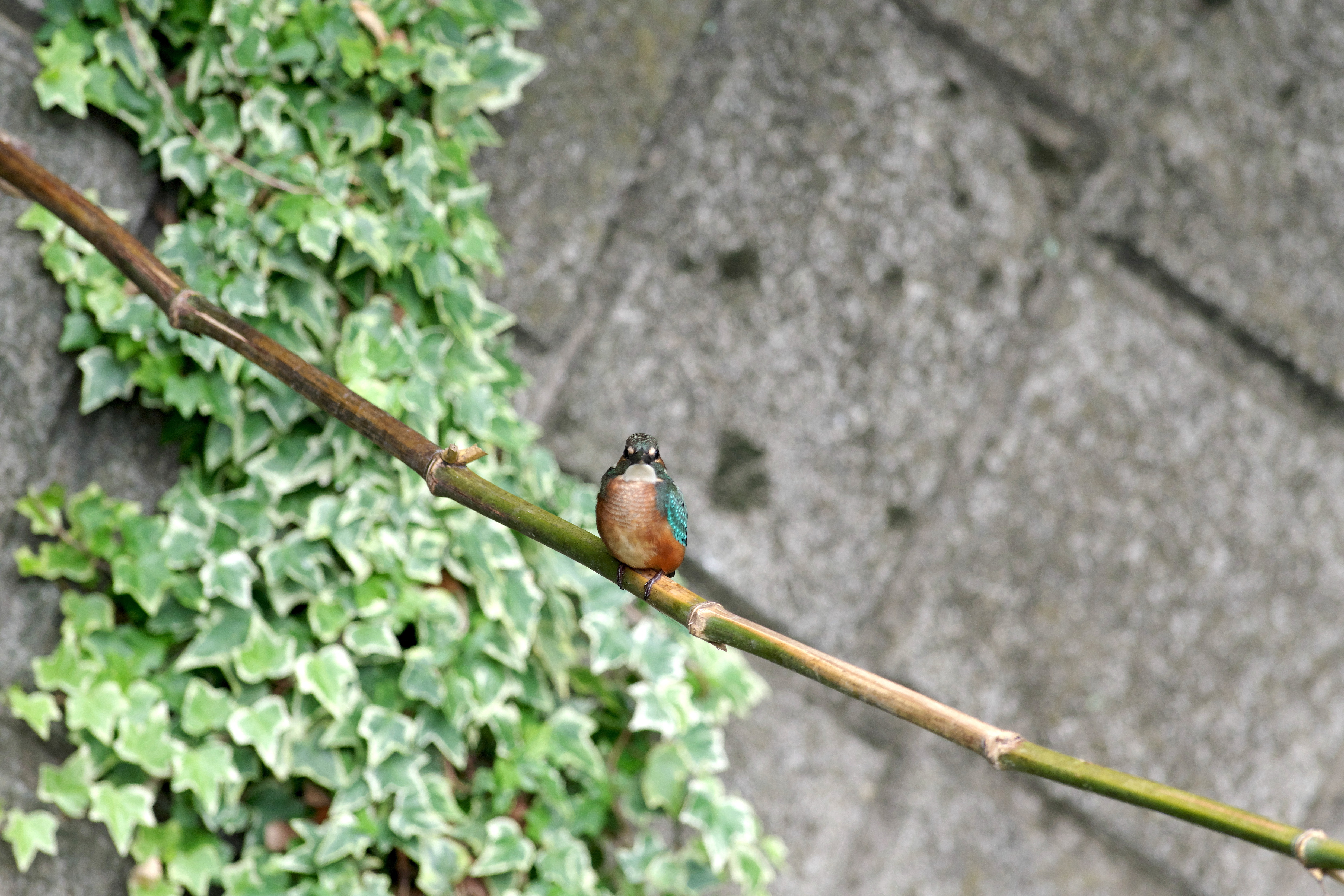 カワセミ若3.jpg