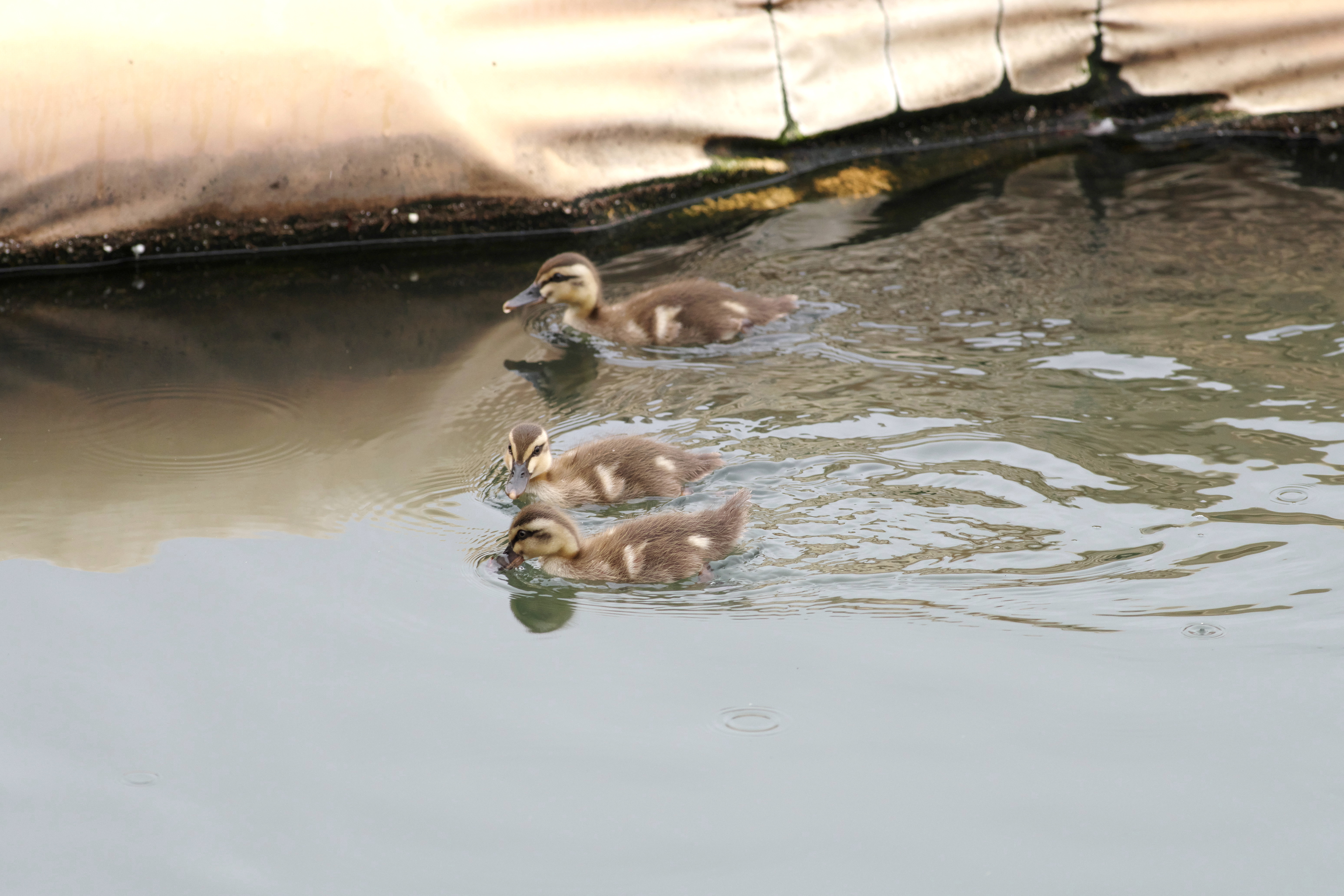 虫2.jpg