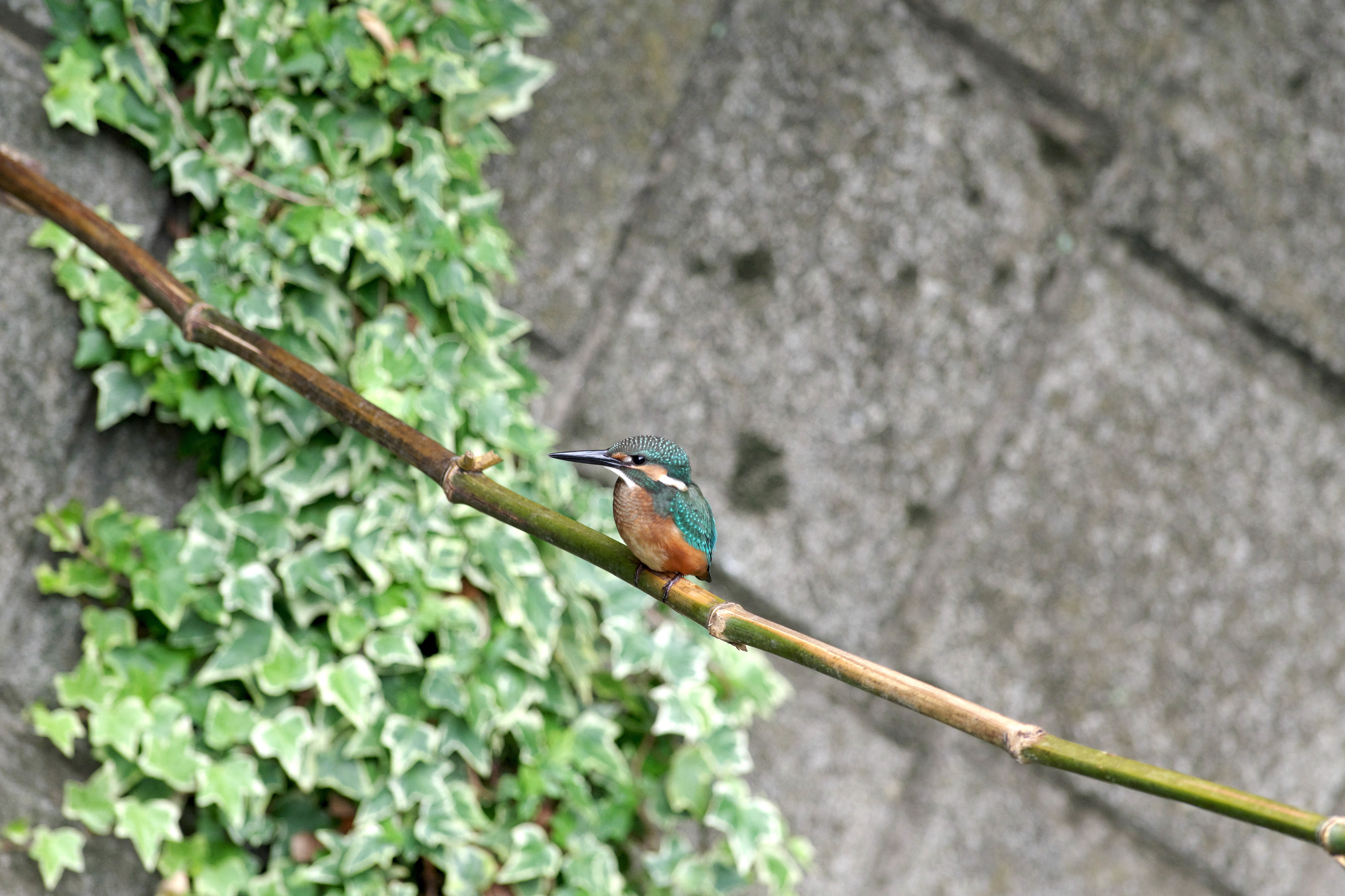 カワセミ若4.jpg
