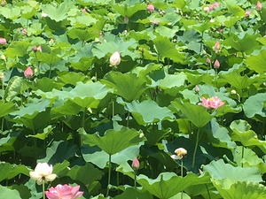 73263FAB-1EDD-4B30-8F37-13C9891ED6EC.jpeg