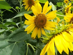 IMG_20170708_122923.jpg
