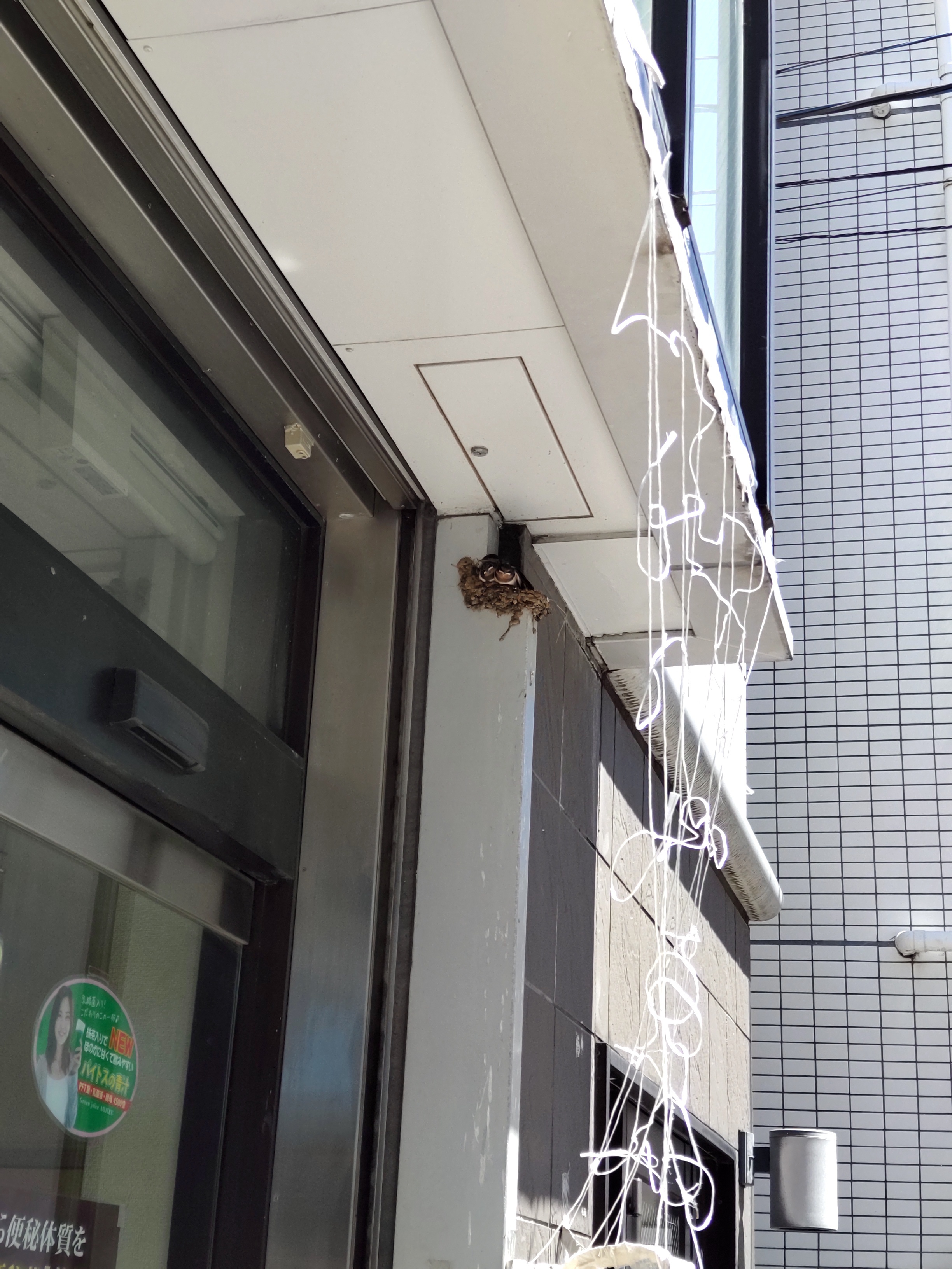 つばめ.jpg