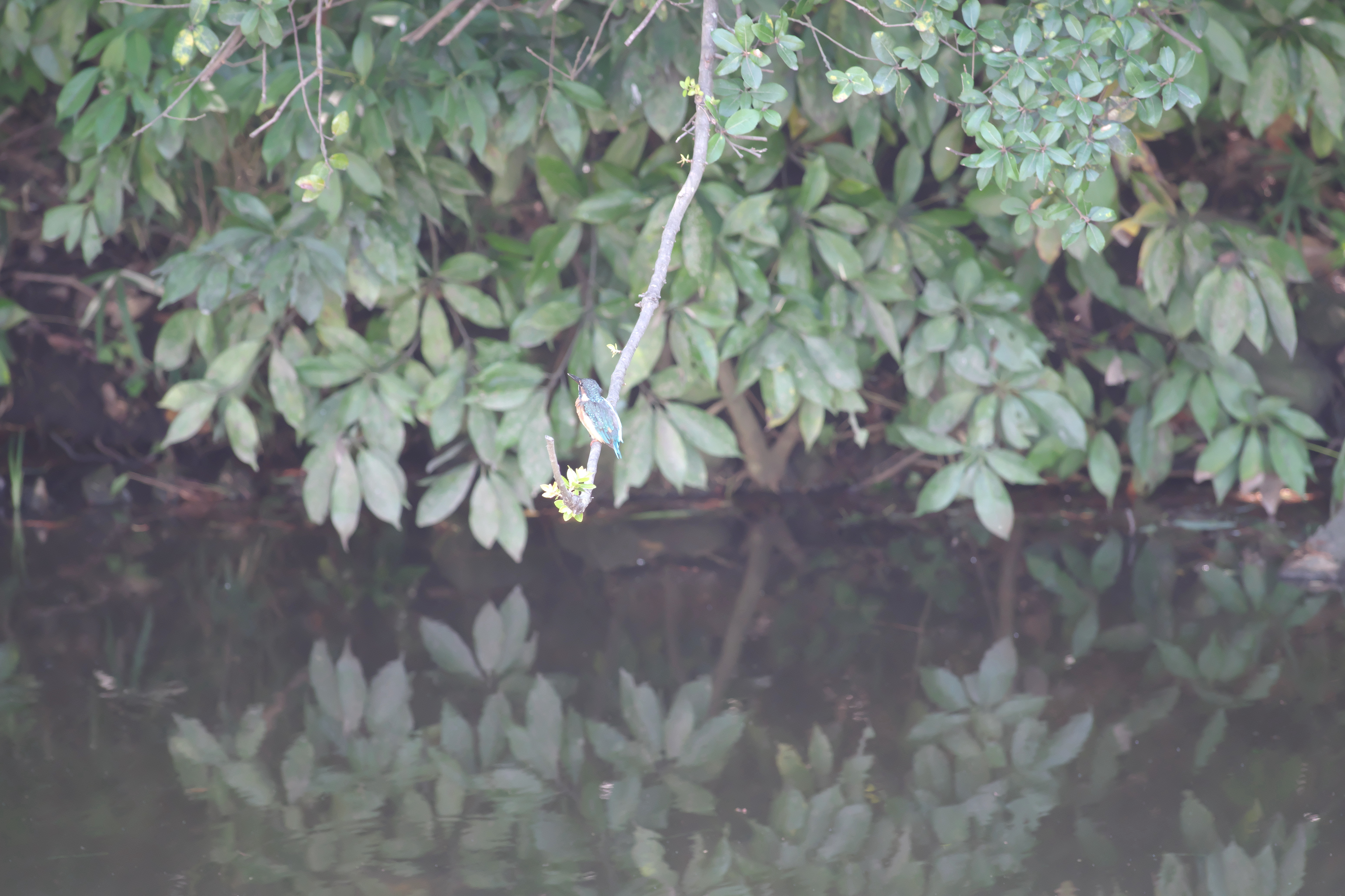かわせみ2.jpg
