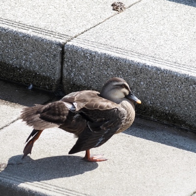 こがも5.jpg