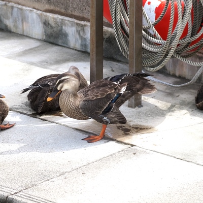 ちびがも_(2).jpg