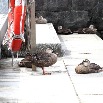 ちびがも_(3).jpg
