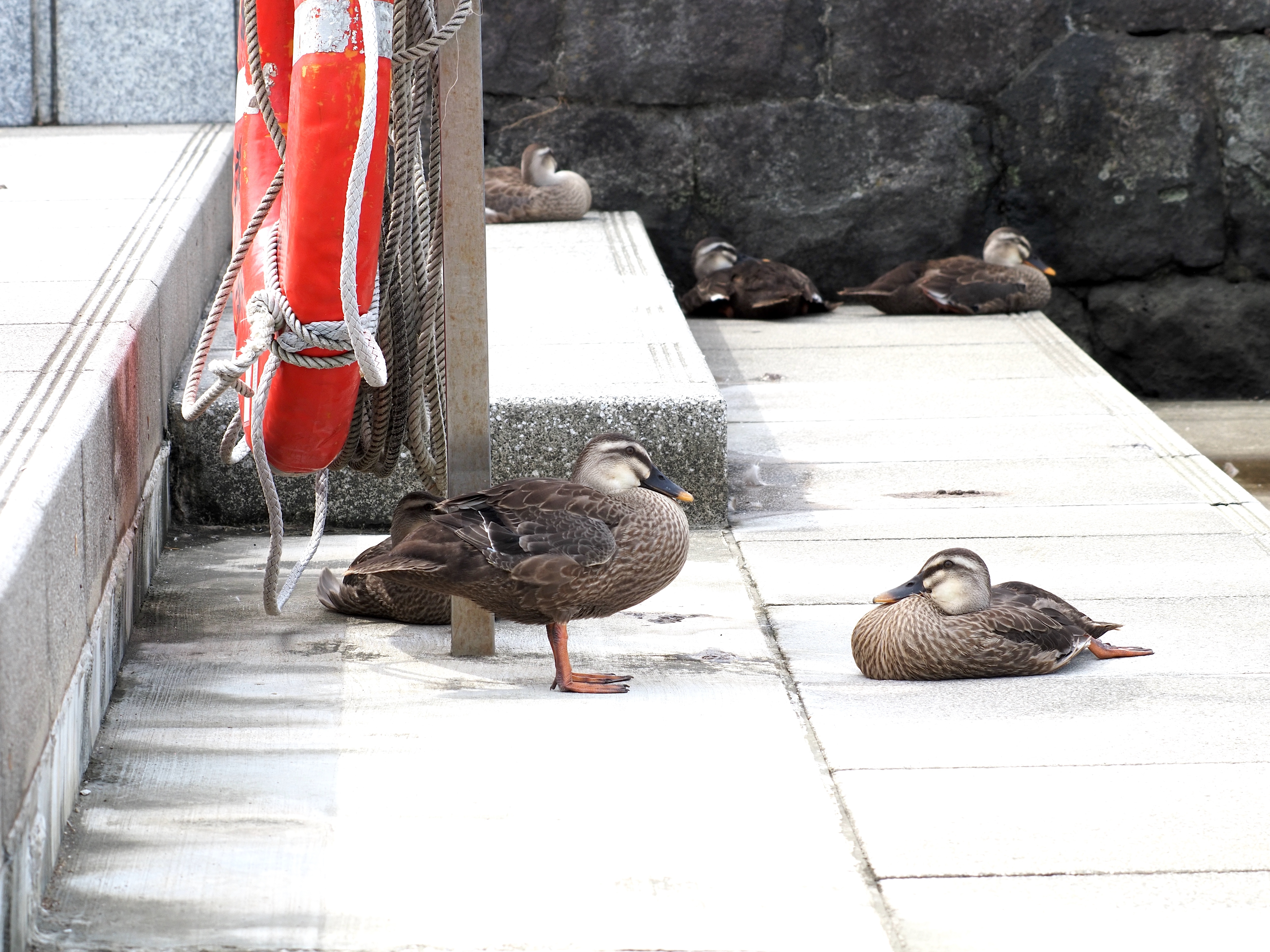 ちびがも_(3).jpg