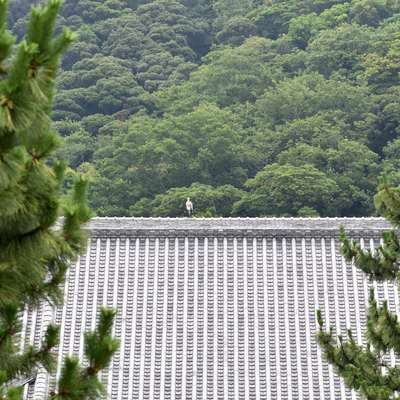 あおさぎd500.JPG