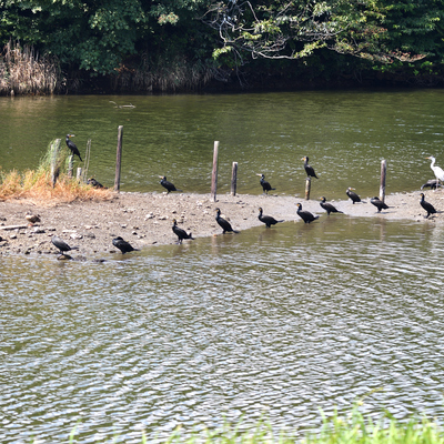 カワウ配置.JPG