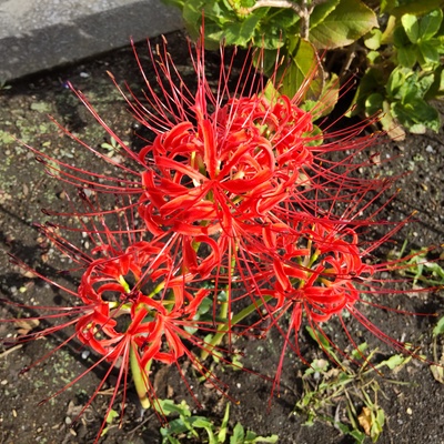 彼岸花.jpg