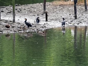 コガモたち_(2).jpg