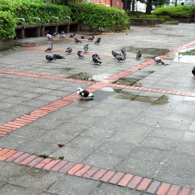 白い鳩2.jpg