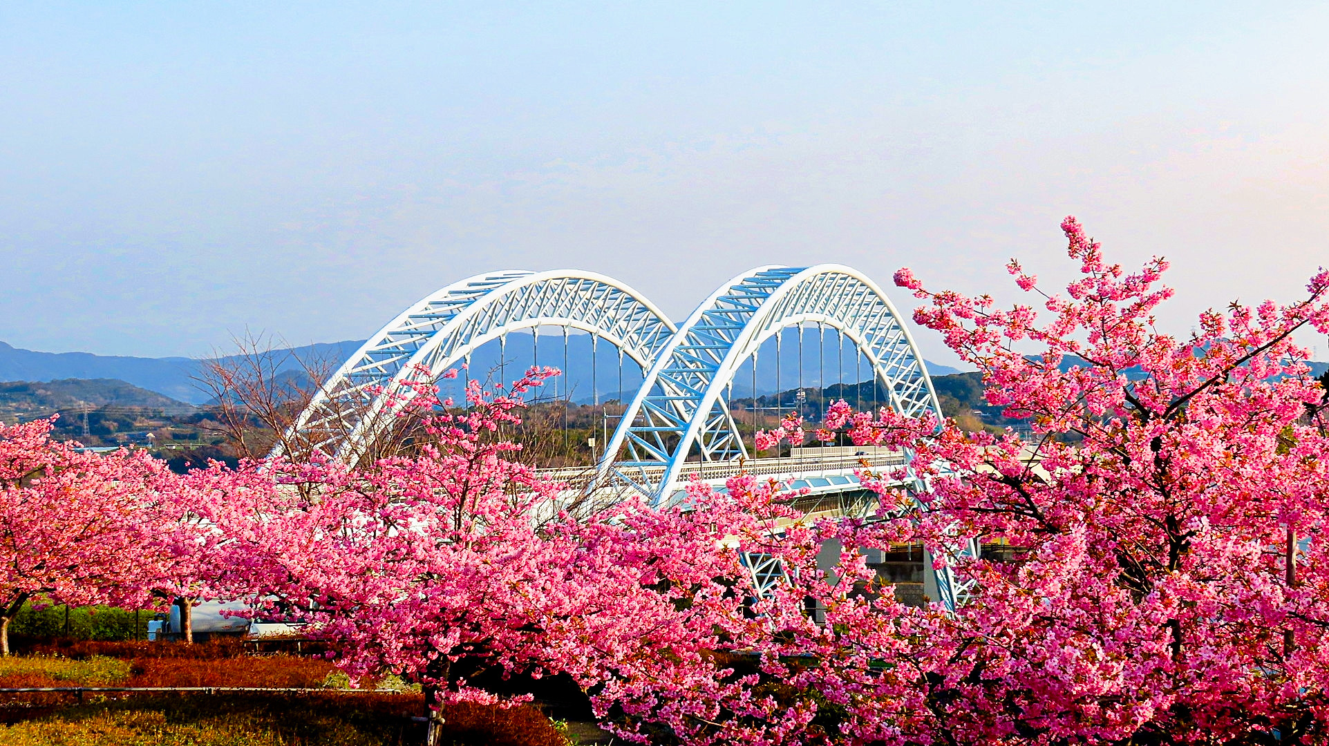 河津桜の丘.jpg