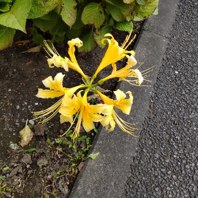 彼岸花黄色.jpg