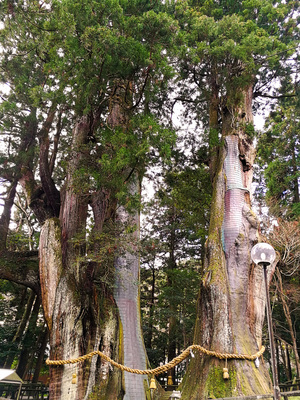 杉の大スギ推定樹齢3000年の杉の木が2本_美空ひばりが幼い頃「日本一の歌手になる」と祈願した.jpg