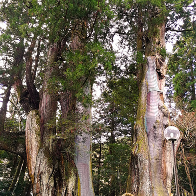 杉の大スギ推定樹齢3000年の杉の木が2本_美空ひばりが幼い頃「日本一の歌手になる」と祈願した.jpg