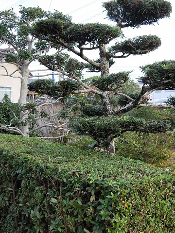 しろうとの植木剪定だぁよ 掲示板 マイネ王