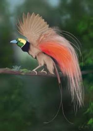 Bird_of_Paradise.jpg