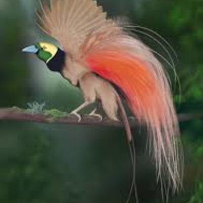 Bird_of_Paradise.jpg