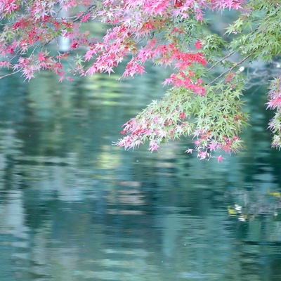 プチ紅葉_(3).jpg