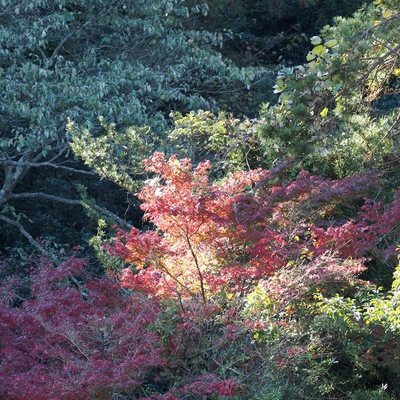 プチ紅葉_(4).jpg