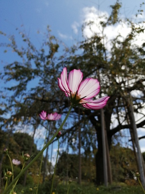 1コスモス.jpg