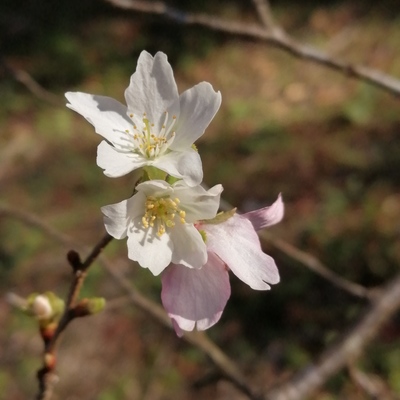 四季桜.jpg
