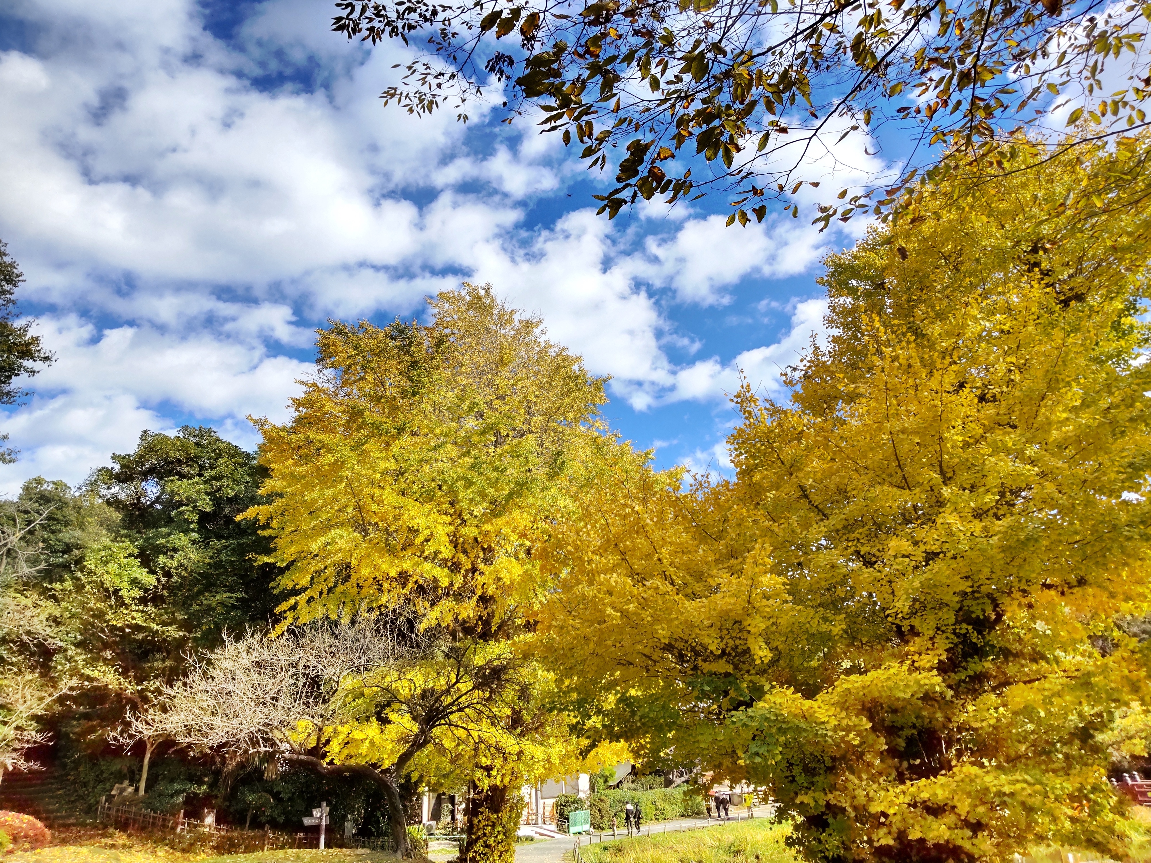 イチョウ7.jpg