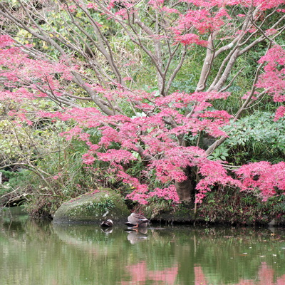 紅葉かも4.jpg