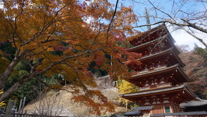 DSC02545.JPG