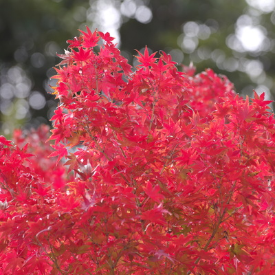 紅葉1.jpg