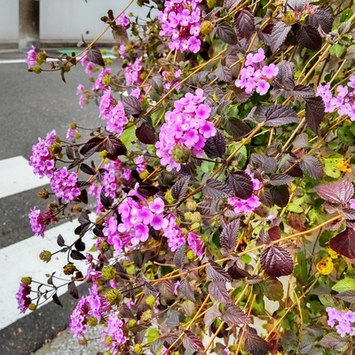 コバノランタナ.jpg