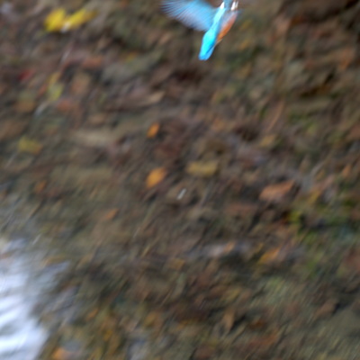 カワセミ2.jpg