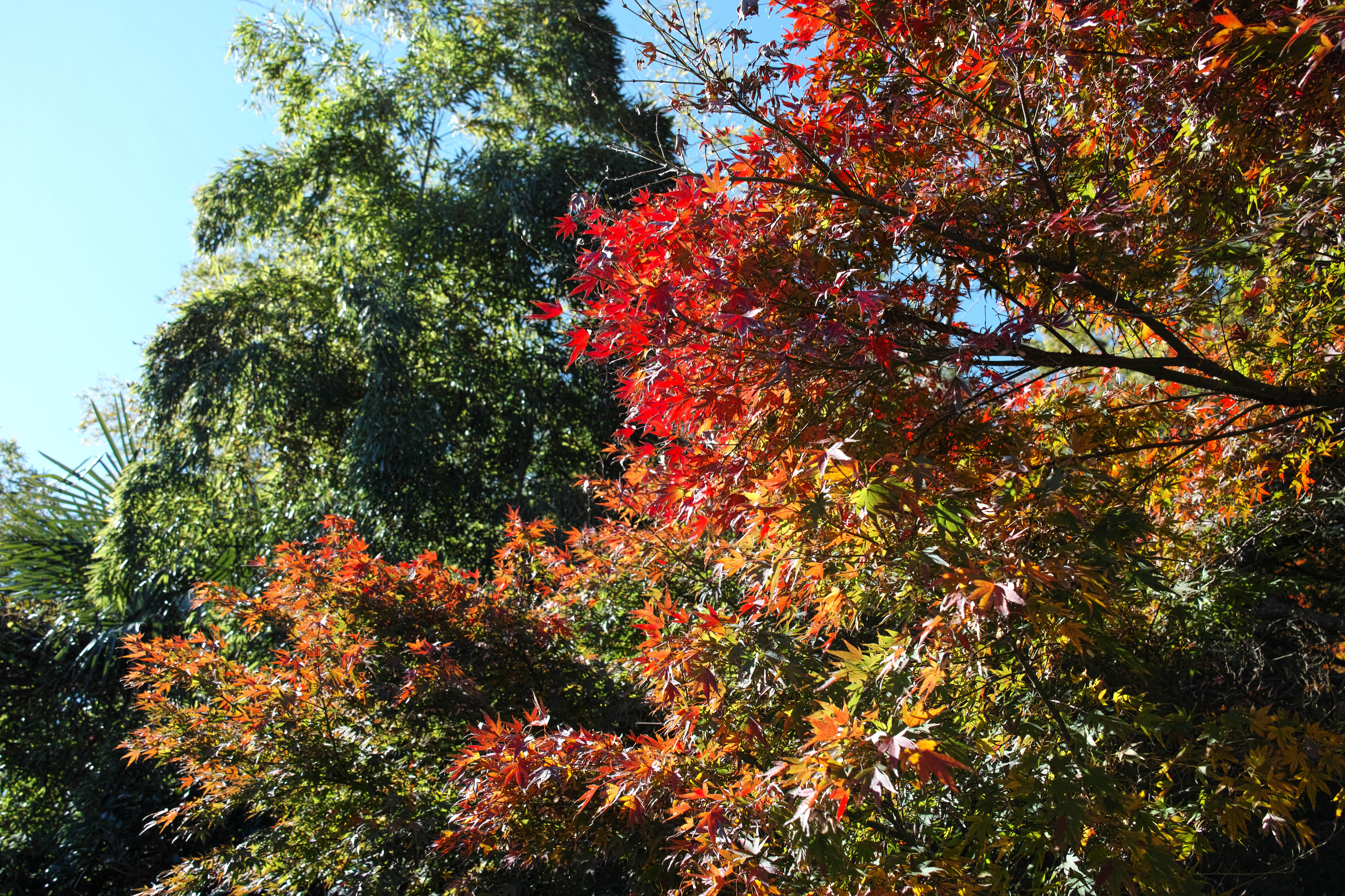 紅葉1.jpg
