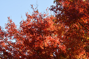 紅葉_01.JPG