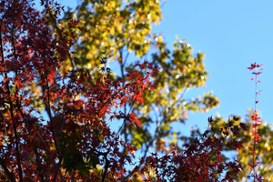 紅葉_02.JPG