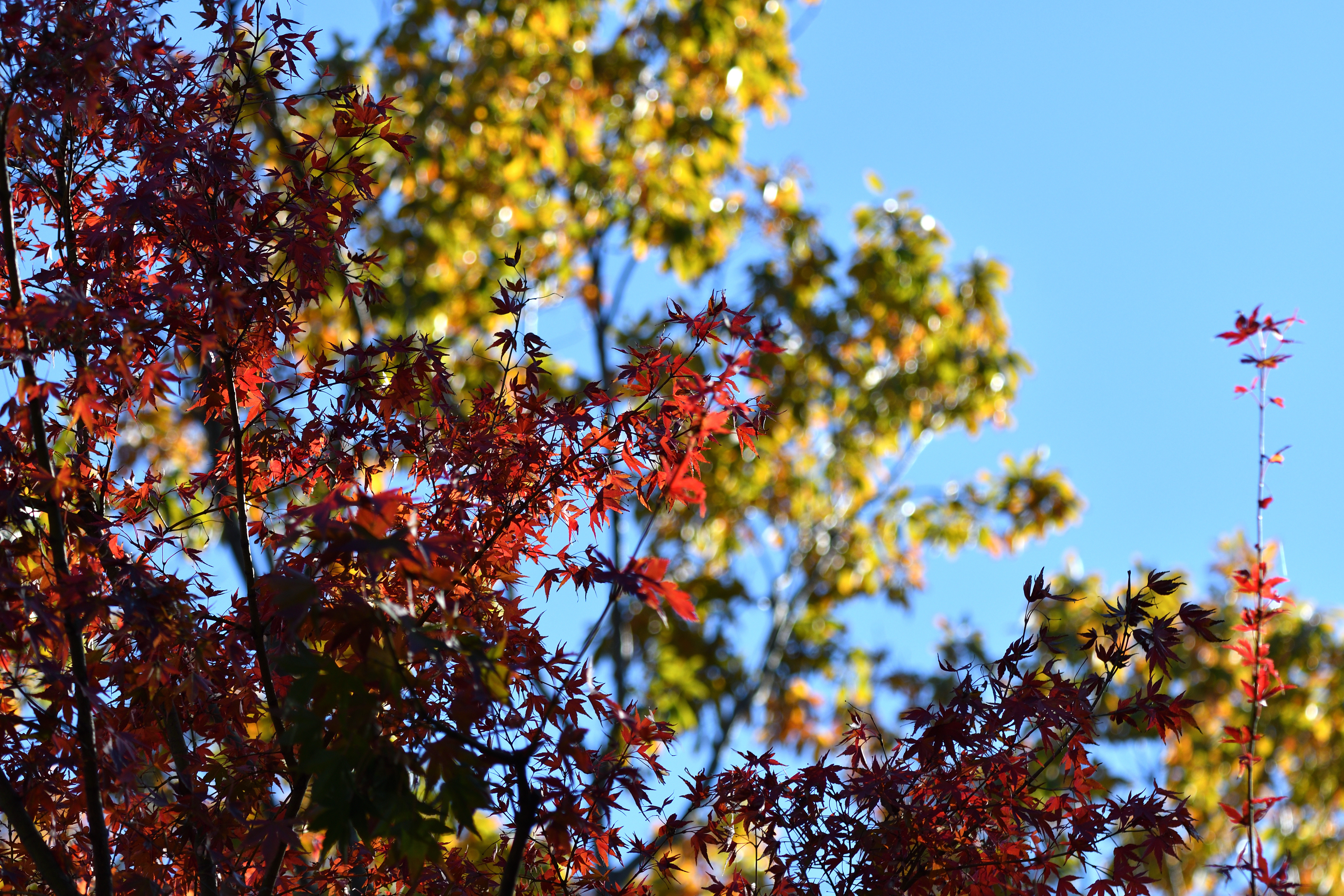 紅葉_02.JPG