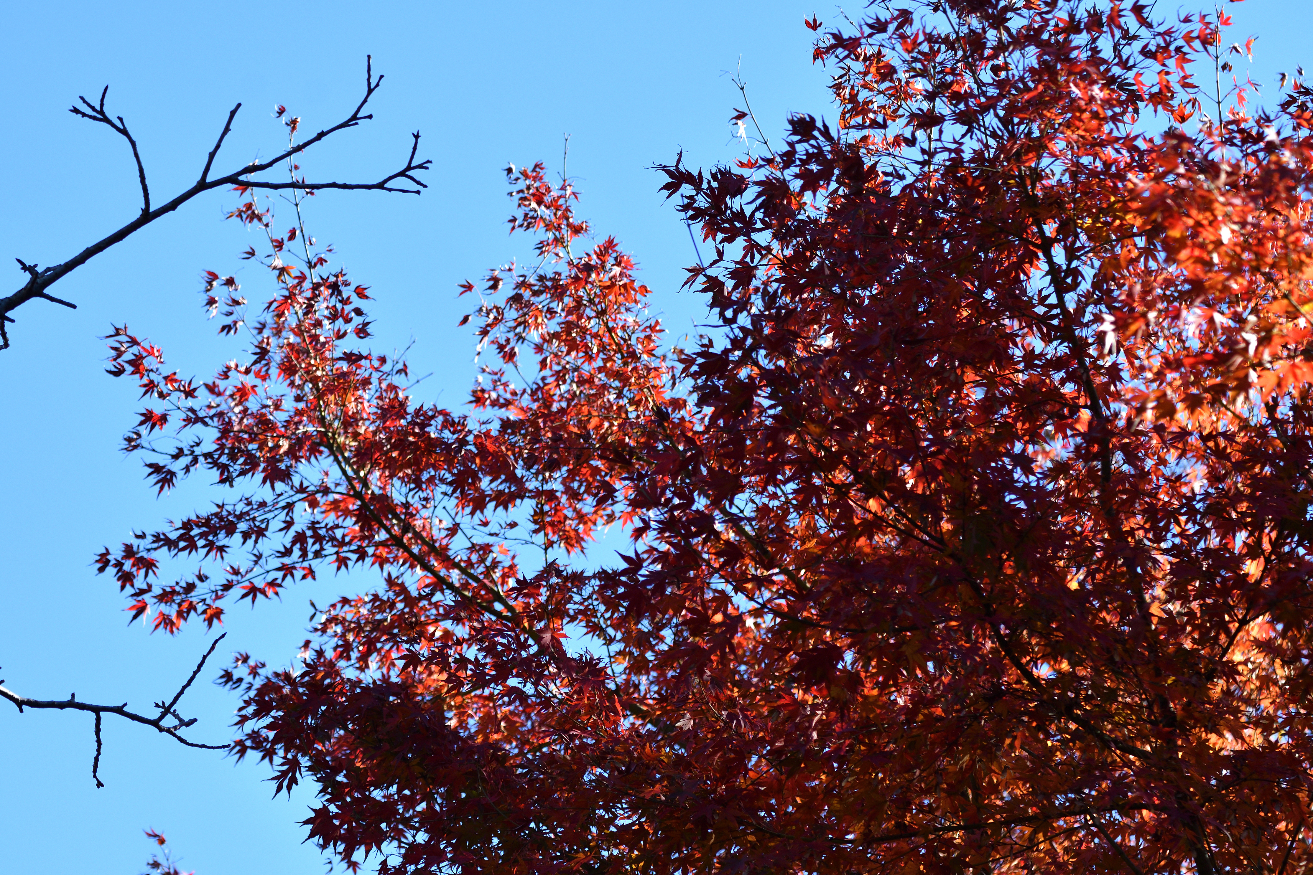 紅葉_04.JPG