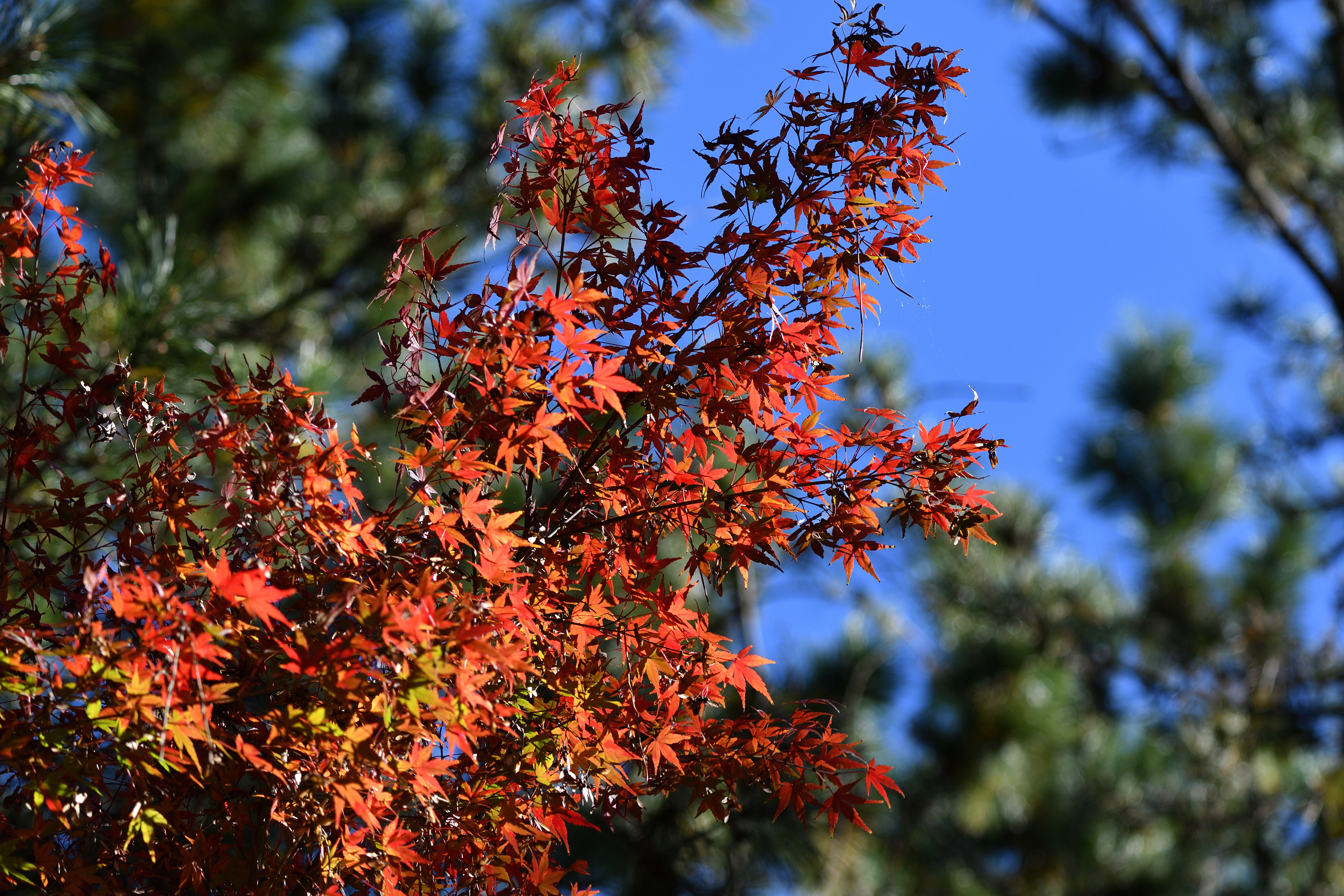 紅葉_10.JPG