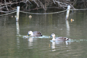 カルガモ交尾_03.JPG