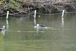 カルガモ交尾_06.JPG