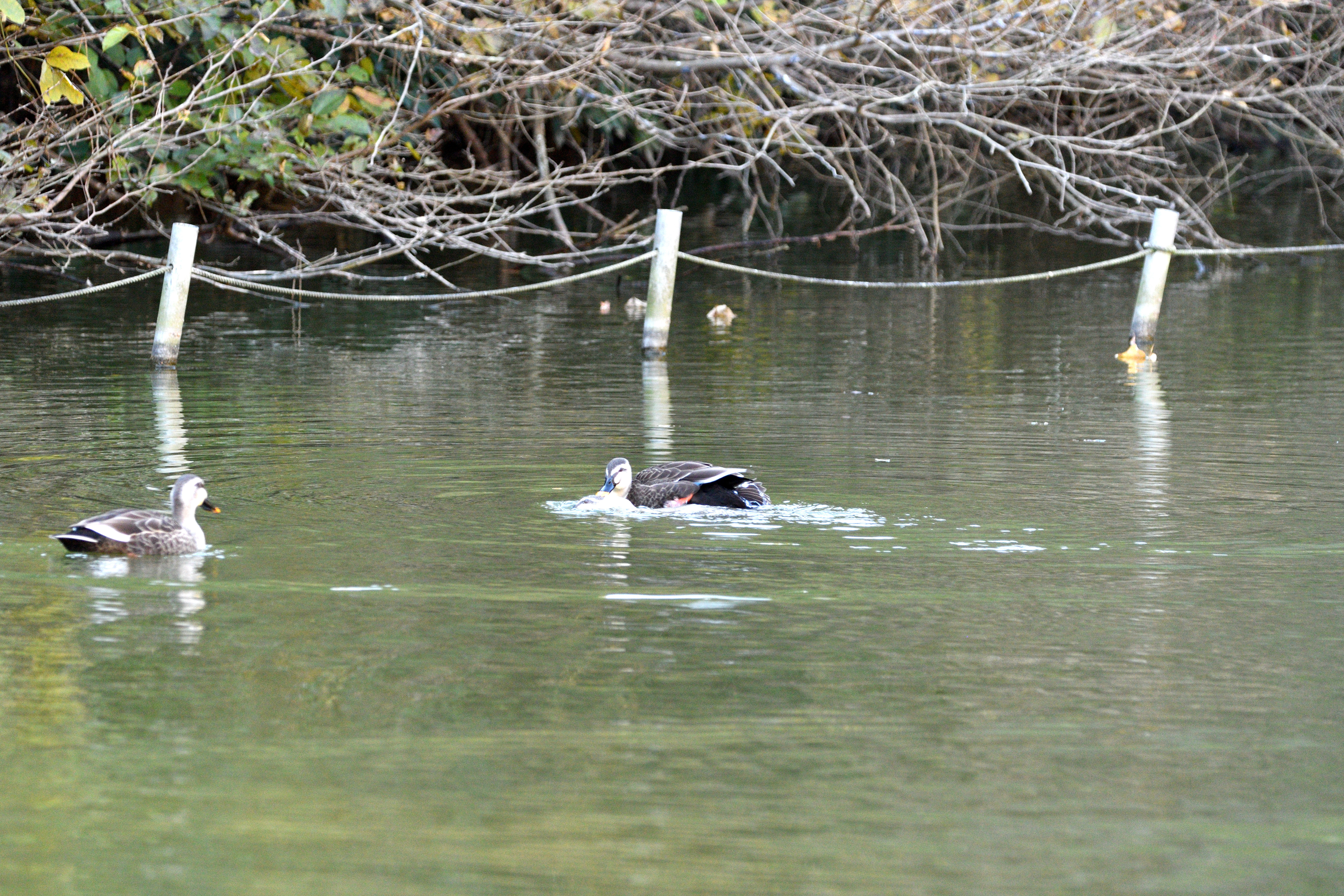 カルガモ交尾_08.JPG