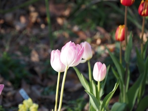 チューリップ.jpg