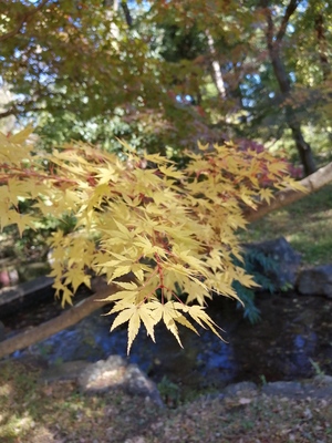 3モミジ3.jpg
