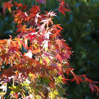 紅葉_(5).jpg