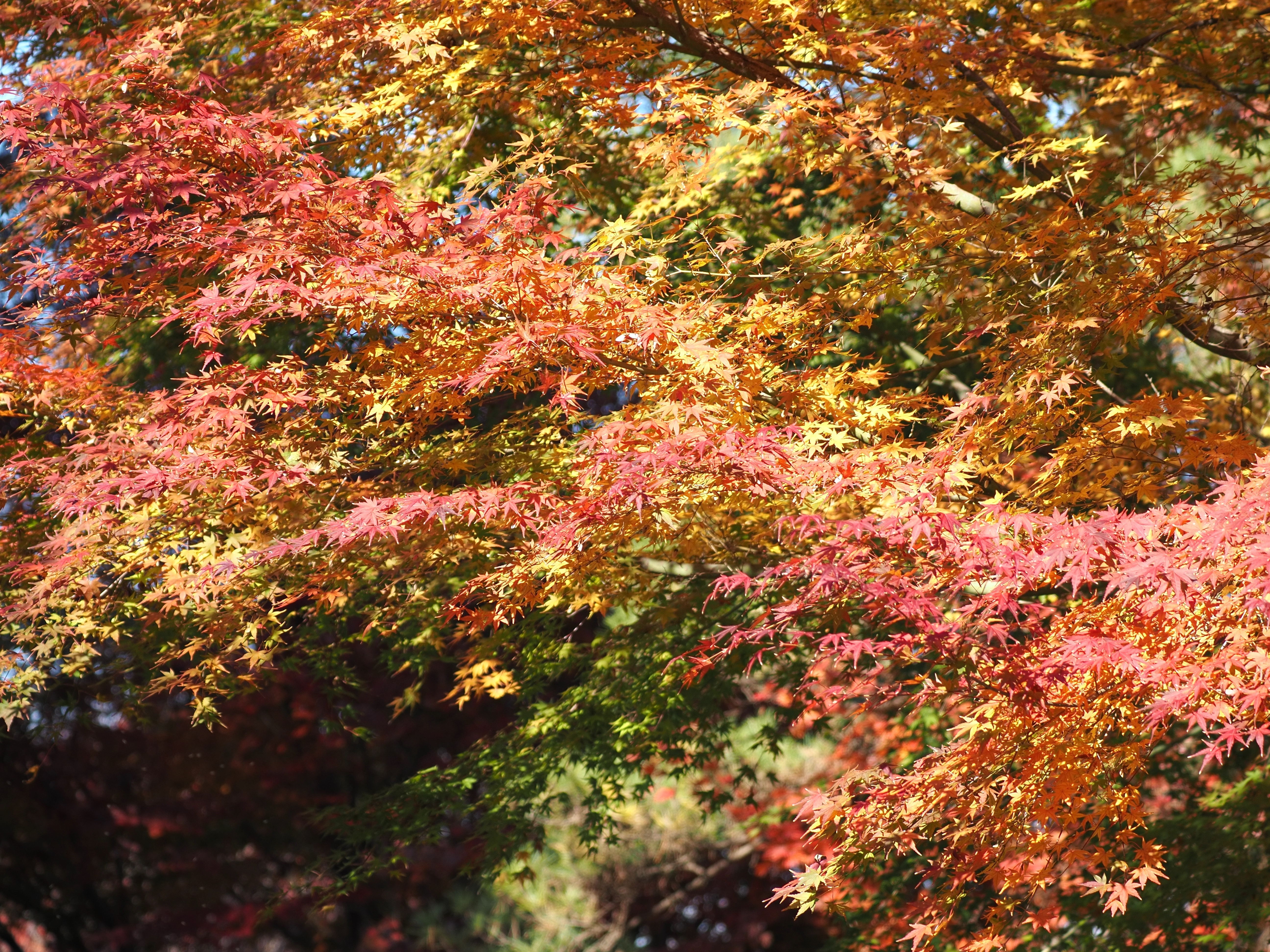紅葉_(6).jpg