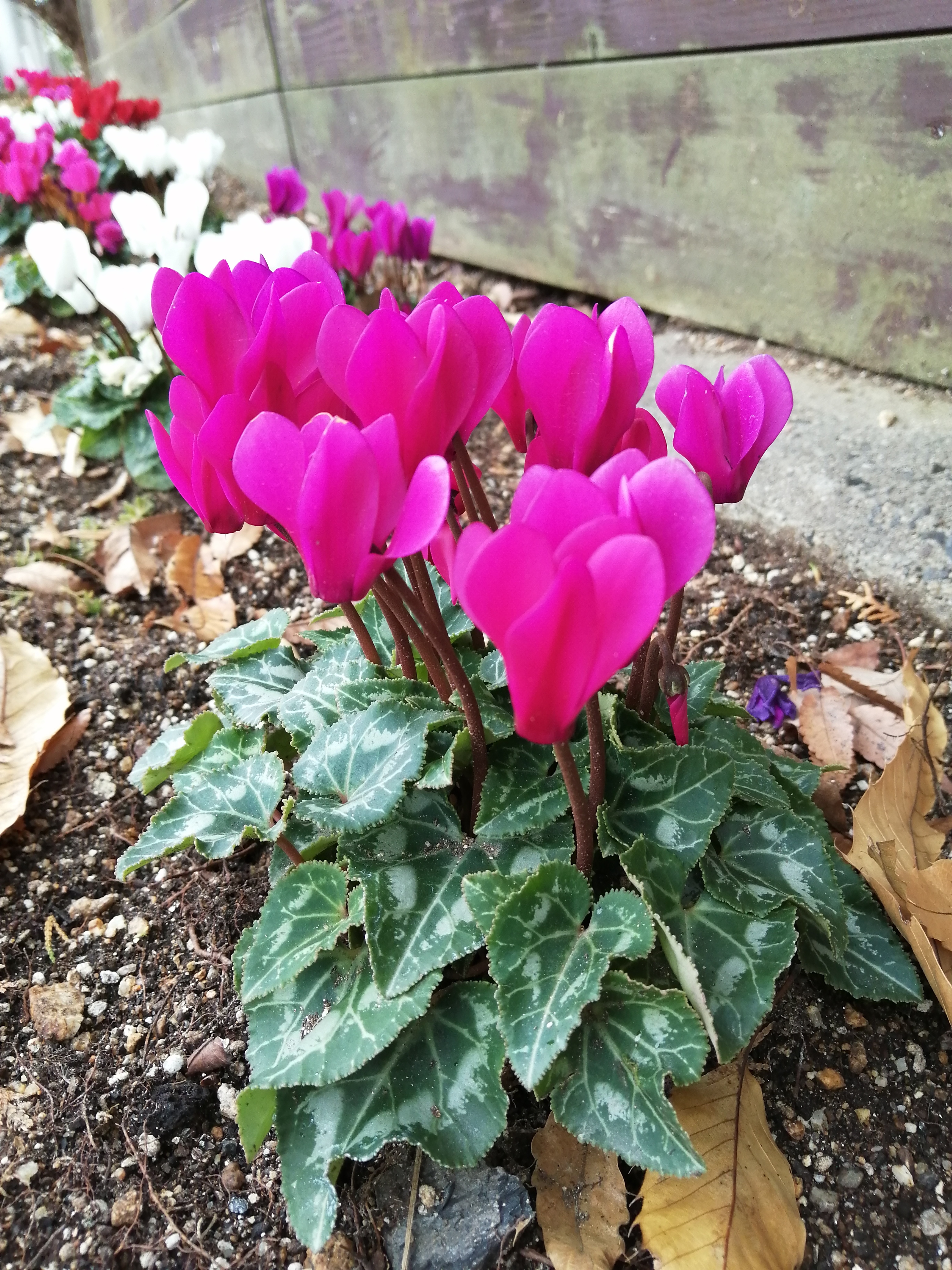 5ガーデンシクラメン.jpg