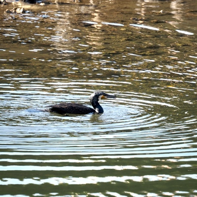 カワウ.jpg