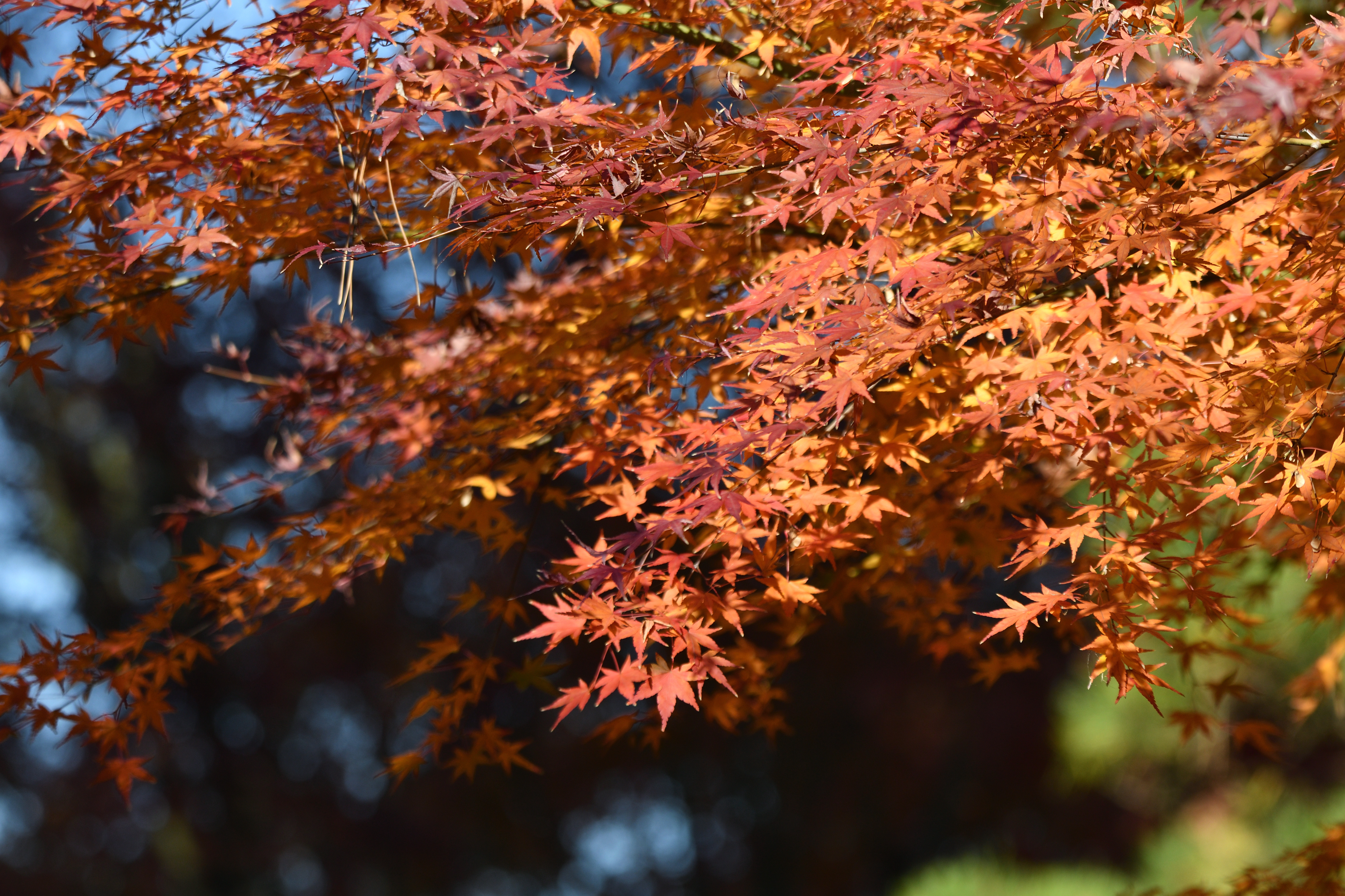 紅葉.JPG