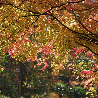 紅葉1.jpg